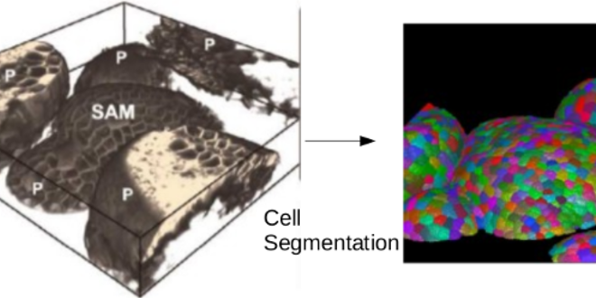 Medium cell pheotyping